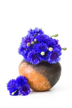 cornflowers in a vase on white background