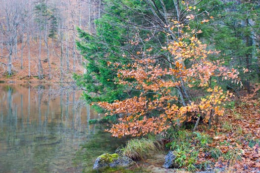 autumn view of lake Laudachsee, Gmunden, Austria