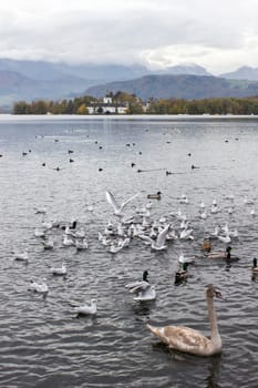 water birds in Gmunden at Traunsee, Austria, Europe