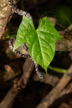 Clouded snake (Sibon nebulatus), beautiful small non venomous Snail Eater snake from Central America, Tortuguero, Costa Rica wildlife