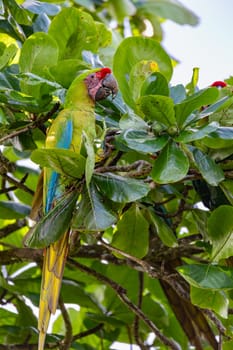Great green macaw (Ara ambiguus), also known as Buffon's macaw or the great military macaw. Ara ambiguus is listed as Critically Endangered. Tortuguero, Wildlife and birdwatching in Costa Rica.