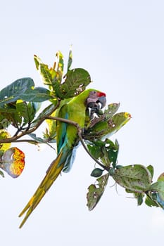 Great green macaw (Ara ambiguus), also known as Buffon's macaw or the great military macaw. Ara ambiguus is listed as Critically Endangered. Tortuguero, Wildlife and birdwatching in Costa Rica.