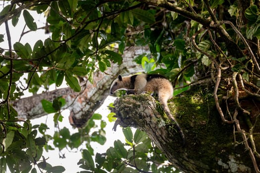 Northern tamandua (Tamandua mexicana), ant eater climb in treetop, Tortuguero Cero, Costa Rica wildlife