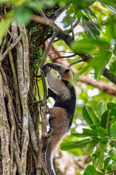 Northern tamandua (Tamandua mexicana), ant eater climb in treetop, Tortuguero Cero, Costa Rica wildlife