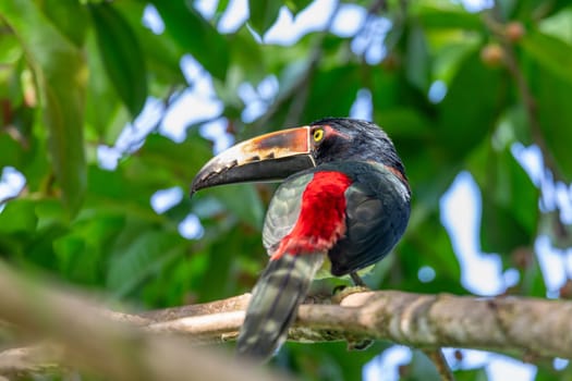 Collared aracari (Pteroglossus torquatus) is a near-passerine bird in the toucan family Ramphastidae. Tortuguero, Wildlife and birdwatching in Costa Rica.