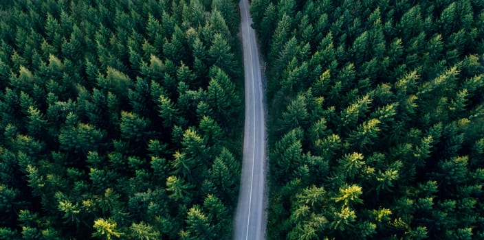 Top view of dark green forest landscape wallpaper art. Aerial nature scene of pine trees and asphalt road banner design. Countryside path trough coniferous wood form above. Adventure travel concept background.