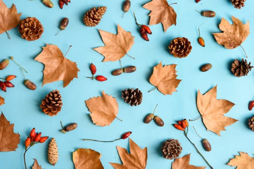 Autumn leaves with acorn and cones composition pattern on pastel blue background from above. Maple leaf texture on color table. Minimal thanksgiving and halloween seasonal design pop art.