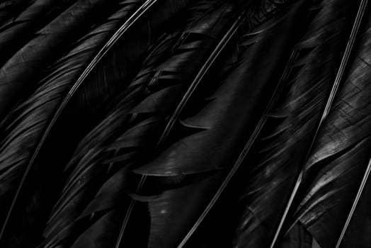 Halloween background with black raven feathers on dark grunge backdrop. Horror gothic abstract design with copyspace. Closeup of bird wing texture.