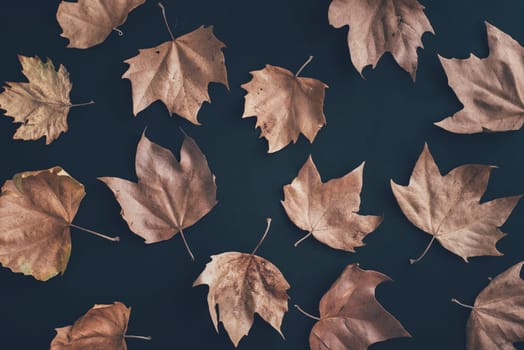 Autumn leaves composition pattern on dark background from above. Maple leaf texture on black paper. Minimal thanksgiving and halloween seasonal design art. Flat lay.