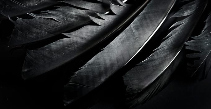 Halloween background with black raven feathers on dark grunge backdrop. Horror gothic abstract design with copyspace. Closeup of bird wing texture.