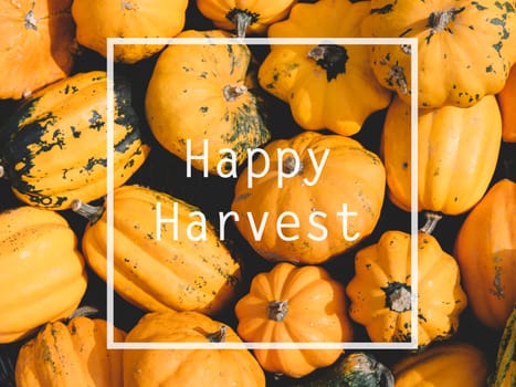 Autumn pumpkins from above. Thanksgiving family dinner greeting card design. Happy harvest concept.