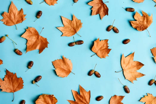 Autumn leaves with acorns composition pattern on pastel blue background from above. Maple leaf texture on color table. Minimal thanksgiving and halloween seasonal design pop art.