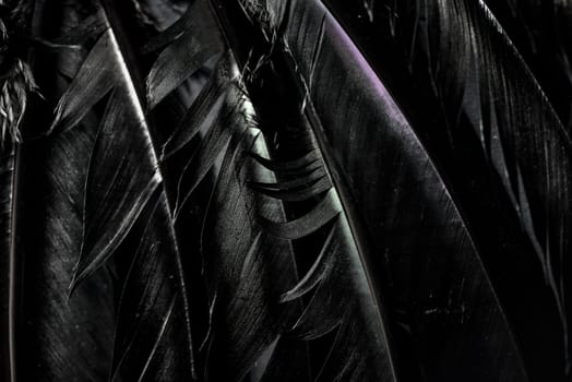 Halloween background with black raven feathers on dark grunge backdrop. Horror gothic abstract design with copyspace. Closeup of bird wing texture.