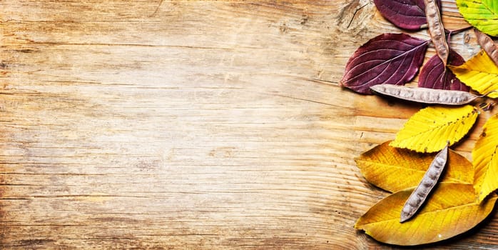 Top view of yellow autumn leaves frame on vintage wooden background. Fall season with brown beech leaf border on rustic table texture. September design banner.