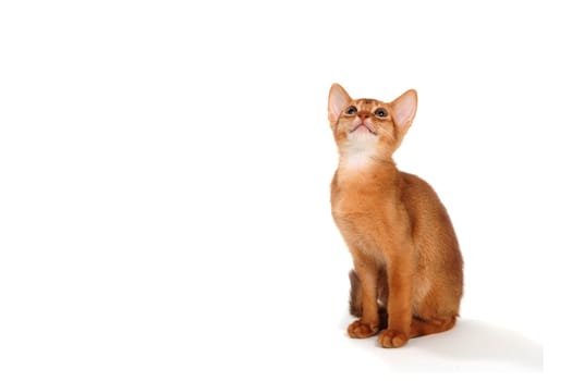 Abyssinian red kitten on a white isolated background. High quality photo