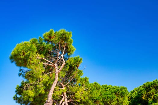 MILAZZO, SICILY, Italy. Selective focus on a Calabrian pine tree against the blue sky.