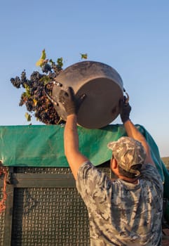 Laborer unloading his bucket into the trailer. Grape harvest season scene