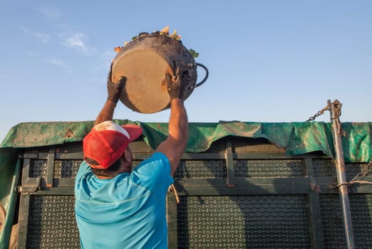 Laborer unloading his bucket into the trailer. Grape harvest season scene