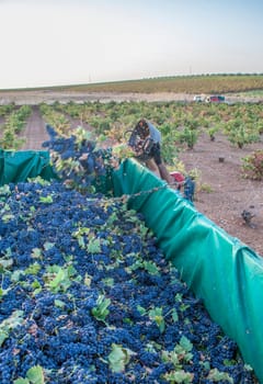 Laborer unloading his bucket into the trailer. Grape harvest season scene