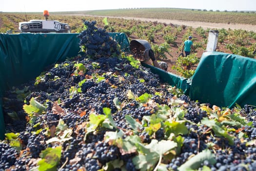 Laborer unloading his bucket into the trailer. Grape harvest season scene
