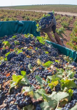 Laborer unloading his bucket into the trailer. Grape harvest season scene