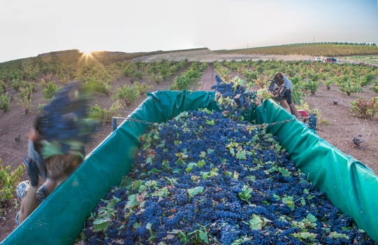 Laborers unloading their buckets into the trailer. Grape harvest season scene