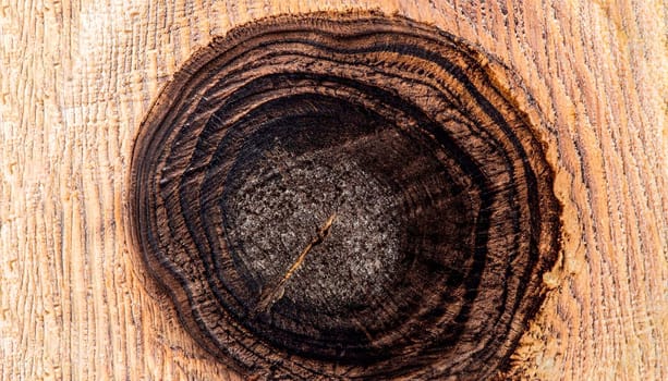 Wood texture. Wood texture for design and decoration
