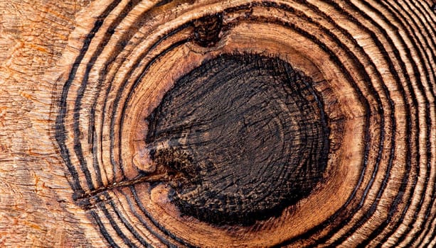 Wood grain texture. Ebony wood, can be used as background, round pattern background, isolated on white background