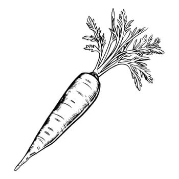 Carrot Coloring Page Drawing For Kids