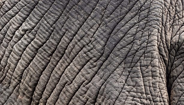 Gray elephant skin with many folds. Full screen photo. Not seamless texture