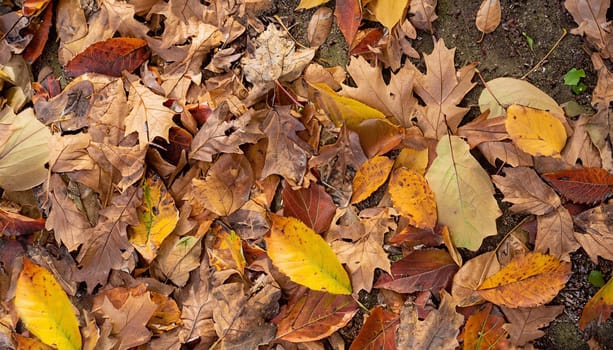 Colorful backround image of fallen autumn leaves perfect for seasonal use