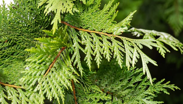 spring in nature, green thuja branches, evergreen trees, green background, thuja cones, close-up of green thuja tree leaves on a dark background