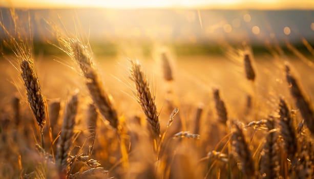 Ripe heavy ears of wheat close up bending to the ground in the field in the direct rays of the sunset. Selective focus, bokeh effect
