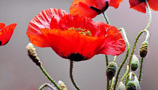 Red poppy flowers against the sky. Shallow depth of field