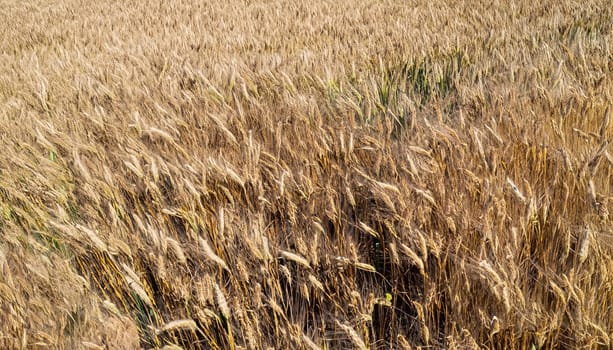 Zrenjanin, Vojvodina, Aerial view over agricultural harvester, combine is harvesting mature wheat on farm fields. Tractor with two trailers is ready for transshipment
