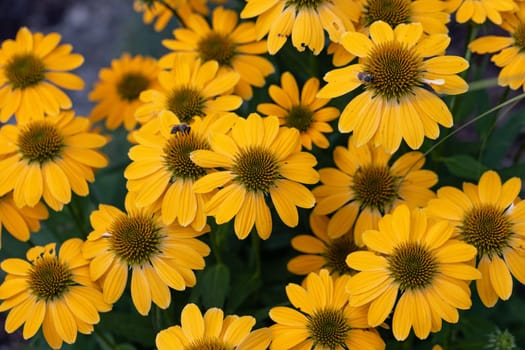 Flowers of  Echinacea - an herb stimulating the immune system