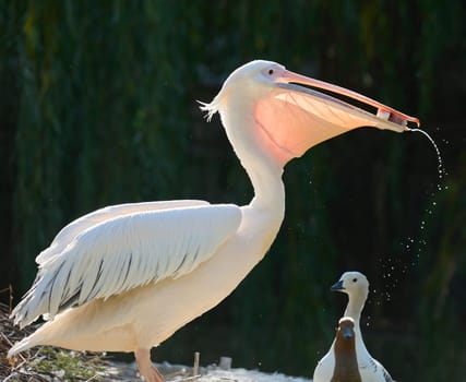 White pelican eats fish on a pond