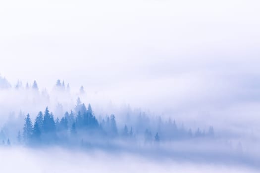 Fog and clouds on mountain hills. Spruce Wood Silhouette Surrounded by mist on white. Slow moving clouds over pine forest. Carpathian range, Ukraine