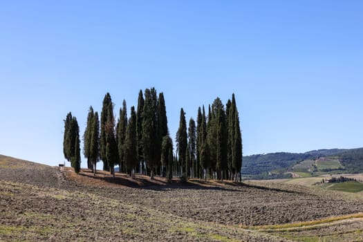 Iconic group of cypress trees in a field, near San Quirico,  Tuscany, Italy