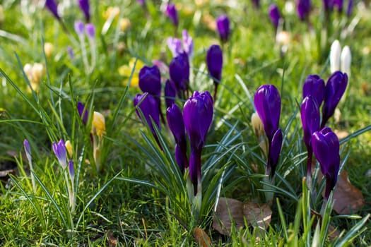 crocus flowers in the garden -  spring flowers - close up