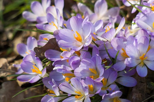 crocus flowers in the garden -  spring flowers - close up
