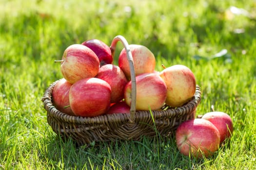 fresh apples in a basket in the garden
