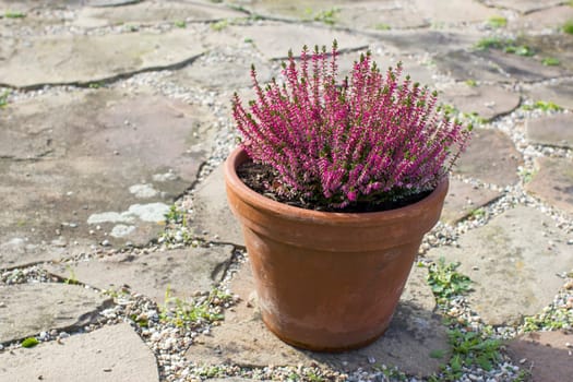 Blooming heather in a clay flower pot in the garden - close up