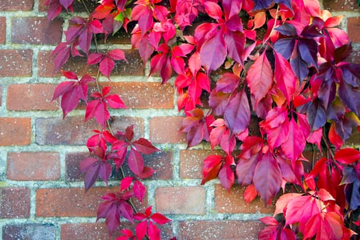colorful autumn leaves on brick wall - autumn background