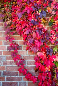 colorful autumn leaves on brick wall - autumn background
