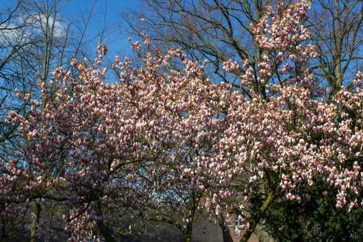 blooming magnolia tree - blue sky