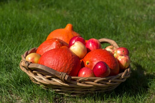 pumpkins and apples in a basket on the grass