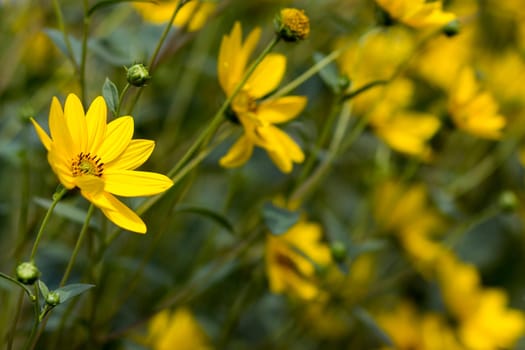 yellow flowers in a garden - natural summer background