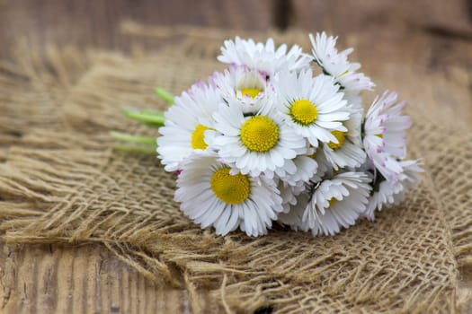 bunch of daisies - close up