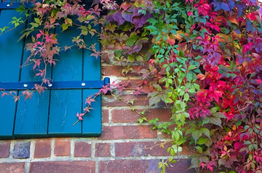 colorful autumn leaves on brick wall - autumn background